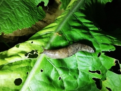 Deroceras reticulatum