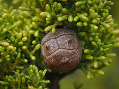 Cupressus goveniana