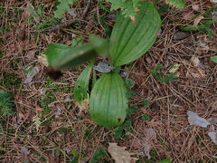 Cypripedium acaule