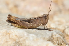 Chorthippus vagans