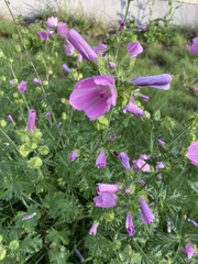 Malva moschata