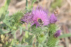 Bombus sylvarum