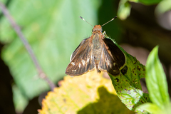 Hesperiidae
