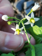 Solanum