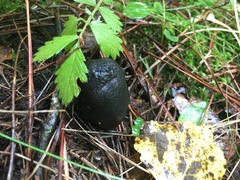 Camarops petersii