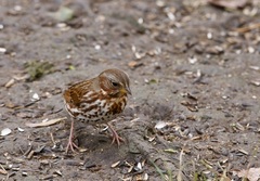 Passerella iliaca