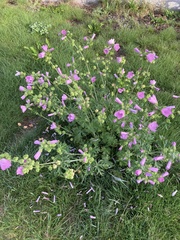 Malva moschata