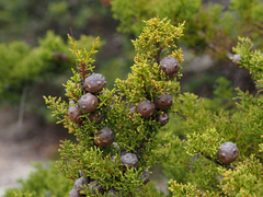 Cupressus goveniana