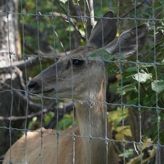 Odocoileus