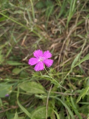 Dianthus pratensis