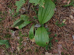 Cypripedium acaule