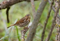 Passerella iliaca