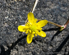 Ranunculus flammula