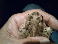 Anaxyrus microscaphus