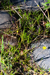 Ranunculus flammula