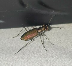 Cicindela punctulata
