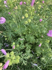 Malva moschata