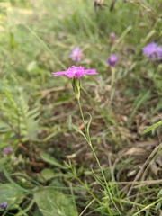 Dianthus pratensis