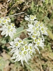 Euphorbia marginata