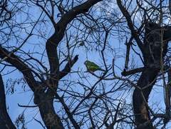 Myiopsitta monachus