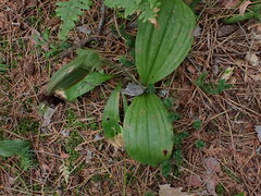Cypripedium acaule