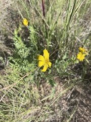 Engelmannia peristenia