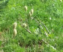 Pulsatilla occidentalis