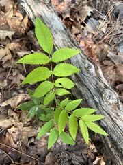 Juglans major