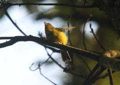Basileuterus culicivorus