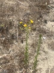 Heterotheca grandiflora