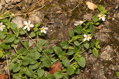 Chaenostoma cordatum