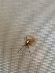 Zygiella x-notata