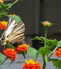 Iphiclides podalirius