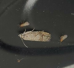 Ofatulena duodecemstriata