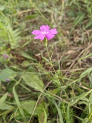 Dianthus pratensis