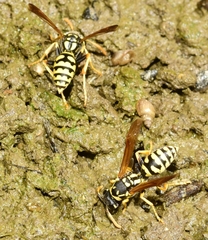 Polistes gallicus