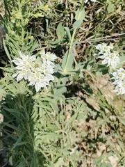Euphorbia marginata