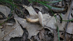 Tylopilus