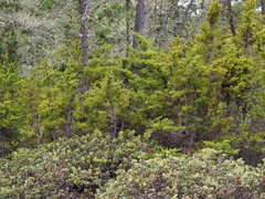 Cupressus goveniana