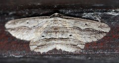 Euphronarcha luxaria