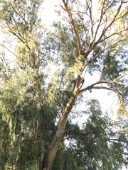 Eucalypteae