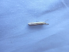Crambus leachellus