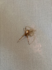 Zygiella x-notata