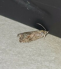 Ofatulena duodecemstriata