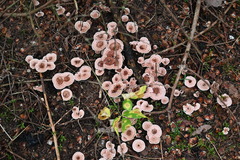 Chondrostereum purpureum