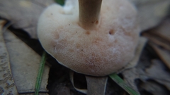 Tylopilus