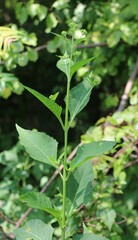 Verbesina occidentalis