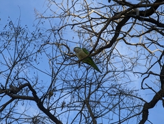 Myiopsitta monachus