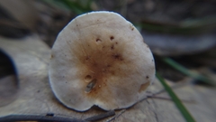 Tylopilus