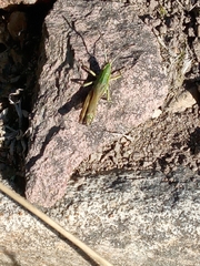 Pseudochorthippus parallelus